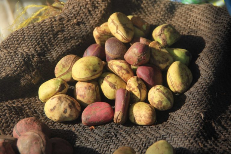 Kola nuts noix de cola mariage traditionel africain